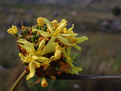 Image of Bobartia fasciculata by (c) Ren Hoekstra, some rights reserved (CC BY)