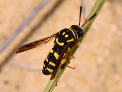 Leucospis gigas