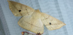 Cratoptera group