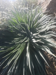 Echium wildpretii image