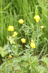 Trollius europaeus