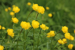Trollius europaeus