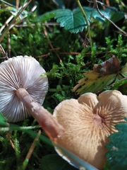 Cystoderma amianthinum