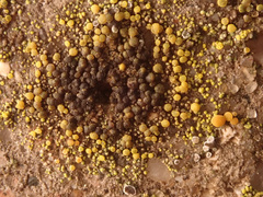 Candelariella aurella