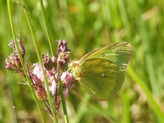 Colias palaeno