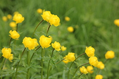 Trollius europaeus