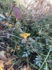 Cotoneaster simonsii