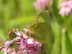Colias palaeno