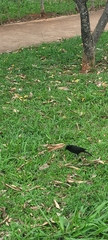 Gnorimopsar chopi