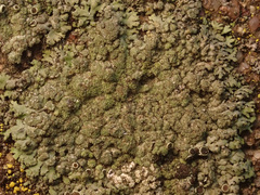 Phaeophyscia orbicularis