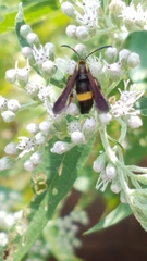 Carmenta pyralidiformis