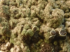 Phaeophyscia orbicularis