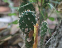 Opuntia macrorhiza
