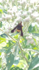 Carmenta pyralidiformis