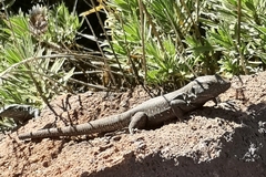Gallotia galloti