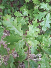 Quercus lyrata