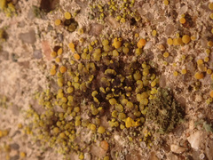 Candelariella aurella