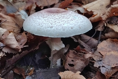Agaricus brunneolus