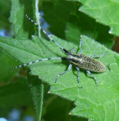 Agapanthia villosoviridescens