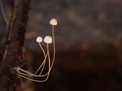 Mycena mirata