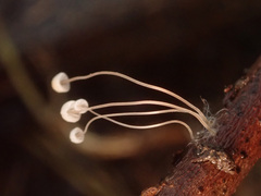 Mycena mirata