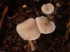 Mycena zephirus