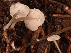 Mycena zephirus