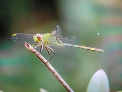 Erythemis vesiculosa