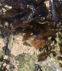 Onchidoris bilamellata