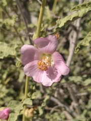 Sphaeralcea fulva
