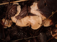 Clitocybe phyllophila