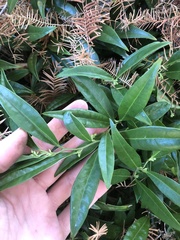 Sarcococca hookeriana digyna