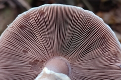 Agaricus brunneolus