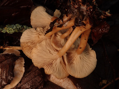 Clitocybe phyllophila