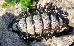 Acanthopleura echinata