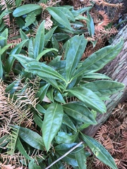 Sarcococca hookeriana digyna