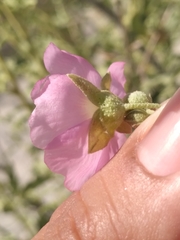Sphaeralcea fulva