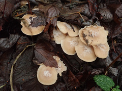 Clitocybe phyllophila
