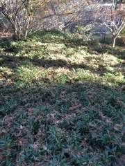 Sarcococca hookeriana digyna