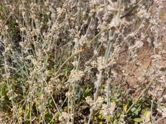 Froelichia xantusii