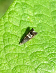 Grapholita compositella