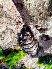 Acanthopleura echinata