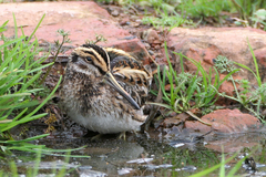 Lymnocryptes minimus