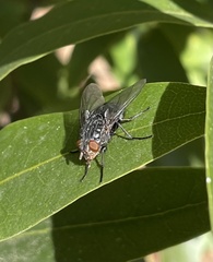 Calliphora