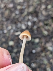 Entoloma cetratum