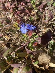 Ceratostigma
