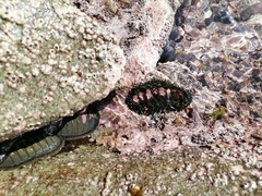 Acanthopleura echinata