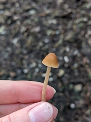 Entoloma cetratum