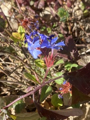 Ceratostigma