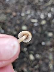 Entoloma cetratum